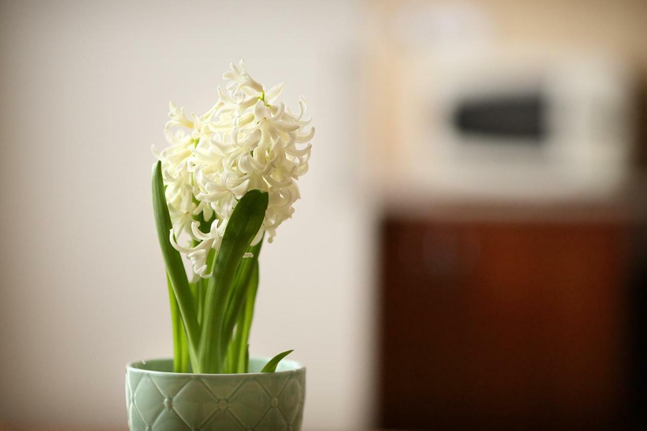קצ'קמט Ecomfort Apartment מראה חיצוני תמונה
